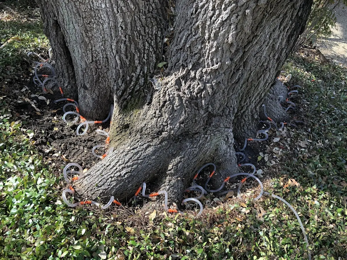 Detailed Tree Cabling and Bracing job site in North Easton