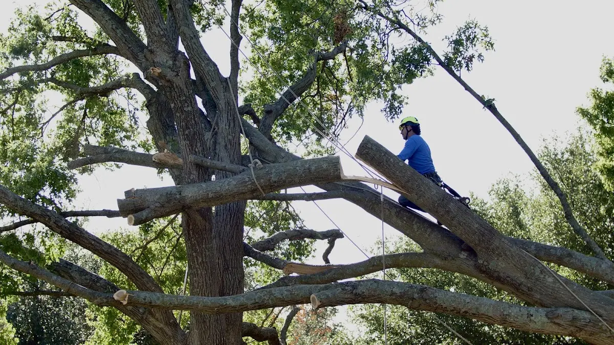 Professional Hazardous Tree Removal performed by certified arborists in North Easton