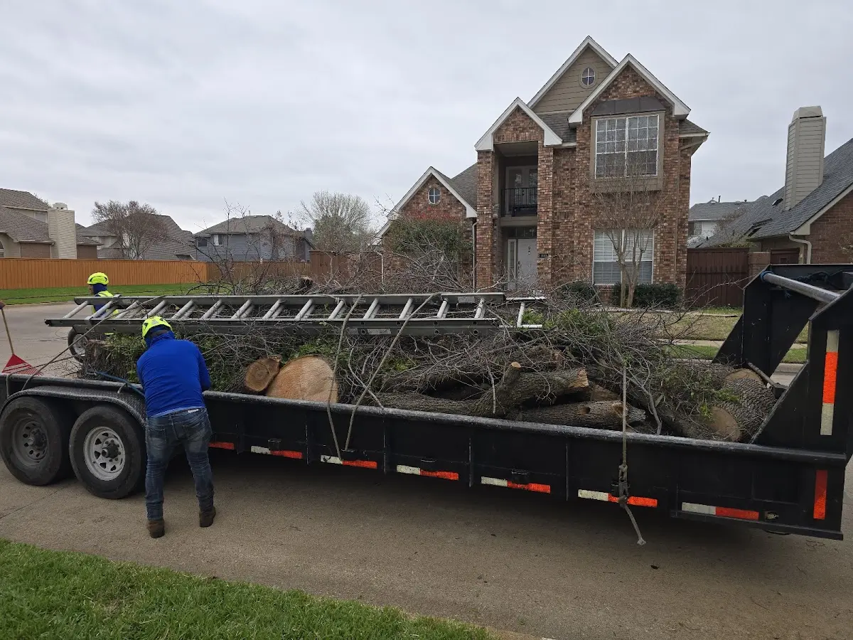 Expert Tree Removal with proper safety equipment in North Easton